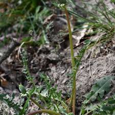Attēlu rezultāti vaicājumam “Taraxacum officinale aggr. leaf”