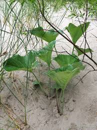 Attēlu rezultāti vaicājumam “Petasites spurius bud”