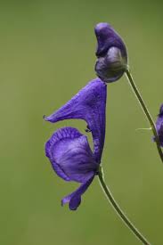 Attēlu rezultāti vaicājumam “Aconitum napellus bud”