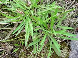 Attēlu rezultāti vaicājumam “Leontodon autumnalis  leaf”