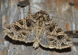 Attēlu rezultāti vaicājumam “Hadena rivularis”