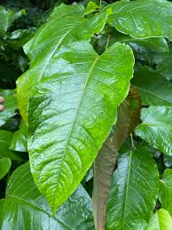 Attēlu rezultāti vaicājumam “Reynoutria sachalinensis fruit”