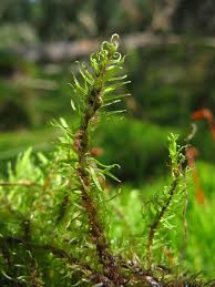 Attēlu rezultāti vaicājumam “Aulacomnium palustre”