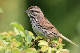 Attēlu rezultāti vaicājumam “Passeriformes”