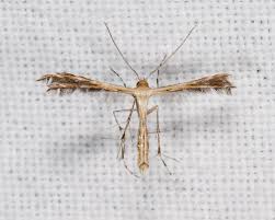 Attēlu rezultāti vaicājumam “Pterophoridae”