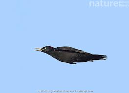 Attēlu rezultāti vaicājumam “Dryocopus martius”