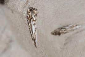 Attēlu rezultāti vaicājumam “Catoptria falsella”