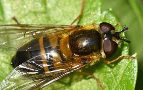 Attēlu rezultāti vaicājumam “Syrphus sp. imago”