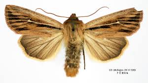 Attēlu rezultāti vaicājumam “Leucania comma”