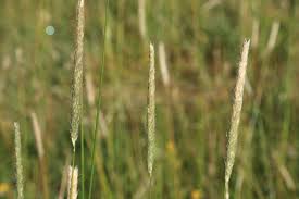 Attēlu rezultāti vaicājumam “Alopecurus pratensis flower”