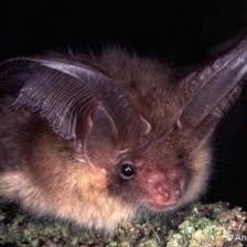 Attēlu rezultāti vaicājumam “Plecotus auritus”