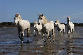 Image result for parque natural de camargue