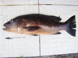 Image result for Lutjanus cyanopterus