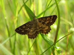 Attēlu rezultāti vaicājumam “Ematurga atomaria”