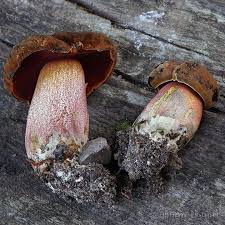 Attēlu rezultāti vaicājumam “Sutorius luridiformis”