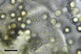 Attēlu rezultāti vaicājumam “Heterotrichia obvelata (syn. Arcyria obvelata) macro”