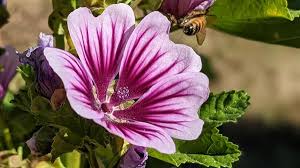 Image result for Malva sylvestris var. mauritiana