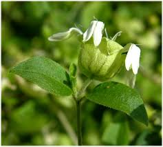 Attēlu rezultāti vaicājumam “Silene baccifera leaf”