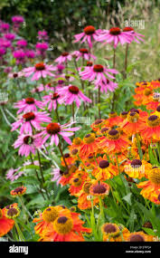Image result for Echinacea Lustre hybrids