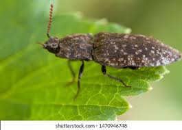 Attēlu rezultāti vaicājumam “Agrypnus murinus”