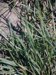 Attēlu rezultāti vaicājumam “Lolium perenne”