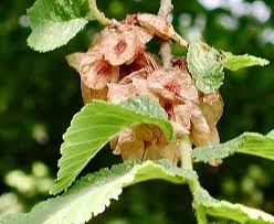 Attēlu rezultāti vaicājumam “Ulmus glabra fruit”