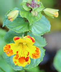 Image result for Mimulus x hybrida