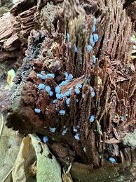 Attēlu rezultāti vaicājumam “Ceratiomyxa morchella spores”