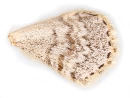 Attēlu rezultāti vaicājumam “Hydrelia sylvata”