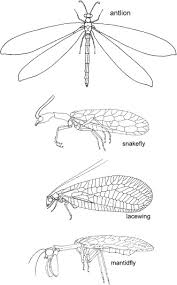 Attēlu rezultāti vaicājumam “Neuroptera”