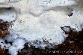 Attēlu rezultāti vaicājumam “Sidera lenis”