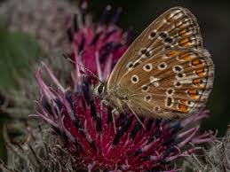 Attēlu rezultāti vaicājumam “Lycaeniinae”