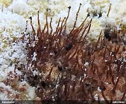 Attēlu rezultāti vaicājumam “Melanospora lagenaria”