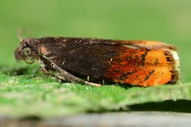 Attēlu rezultāti vaicājumam “Pammene rhediella”