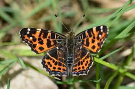 Attēlu rezultāti vaicājumam “Araschnia levana”