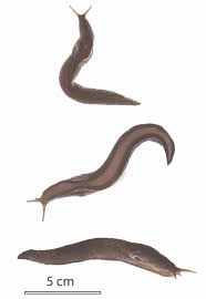 Attēlu rezultāti vaicājumam “Limax cinereoniger”