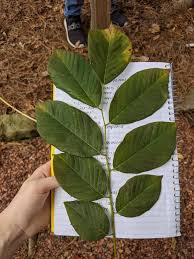 Attēlu rezultāti vaicājumam “Cladrastis kentukea leaf”