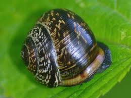 Attēlu rezultāti vaicājumam “Arianta arbustorum”