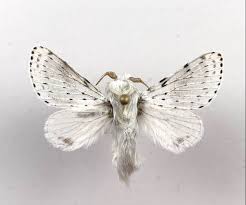 Attēlu rezultāti vaicājumam “Cribraria languescens macro”