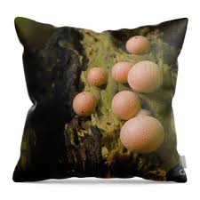 Attēlu rezultāti vaicājumam “Dictydiaethalium plumbeum spores”