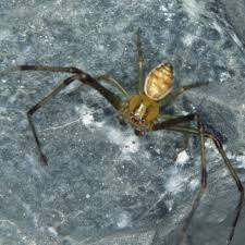 Attēlu rezultāti vaicājumam “Diaea dorsata male”