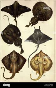 Image result for Tetronarce nobiliana