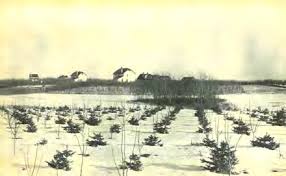 Attēlu rezultāti vaicājumam “Populus x petrowskyana”