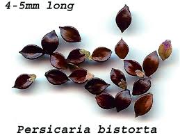 Attēlu rezultāti vaicājumam “Bistorta major fruit”