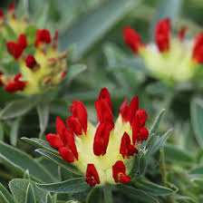 Image result for Anthyllis vulneraria rubra