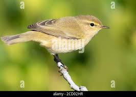 Attēlu rezultāti vaicājumam “Phylloscopus collybita adult”