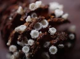 Attēlu rezultāti vaicājumam “Lachnum virgineum”