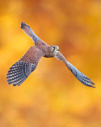 Attēlu rezultāti vaicājumam “Falco tinnunculus”