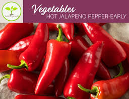Afbeeldingsresultaat voor jalapeno early hot pepper