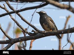 Image result for Zoothera sibirica